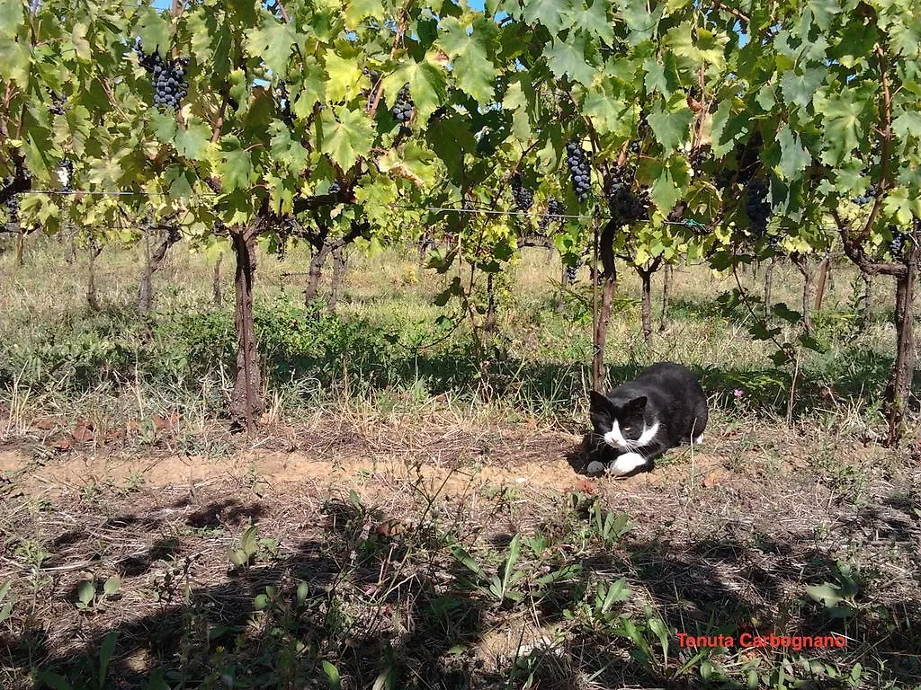 Tenuta Carbognano Gemmano